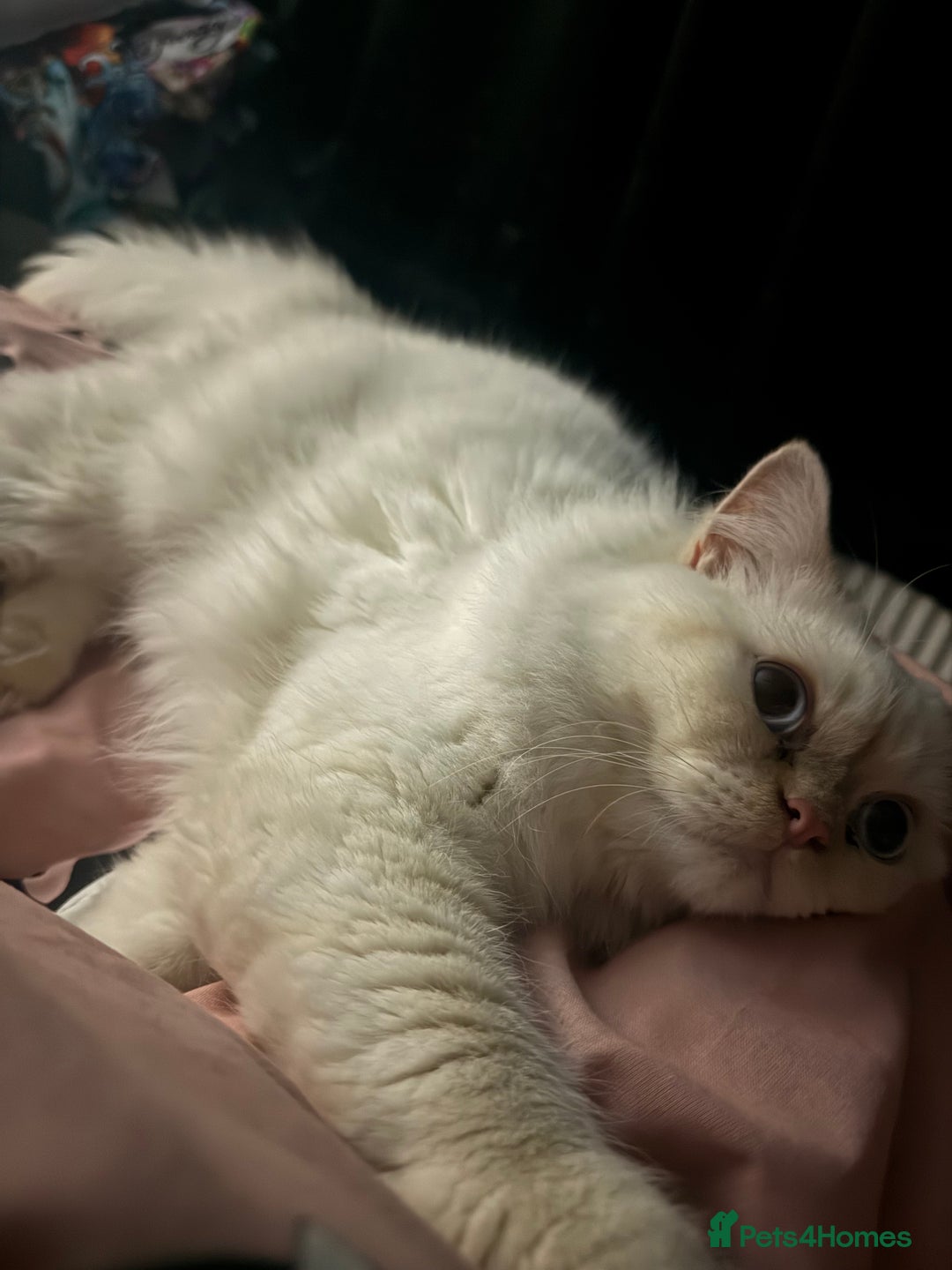 Persian cats for sale: White male Persian kitten  - Image 5