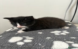 Mixed Breed cats for sale: Male tuxedo kitten for sale - Advert 2