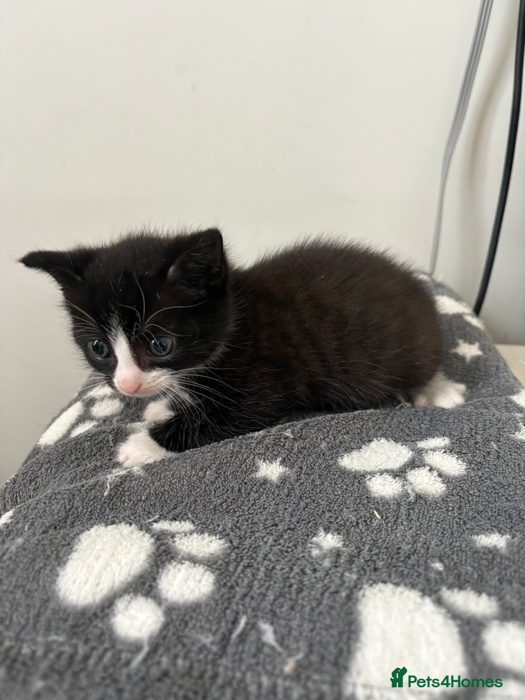 Mixed Breed cats for sale: Male tuxedo kitten for sale - Advert 2
