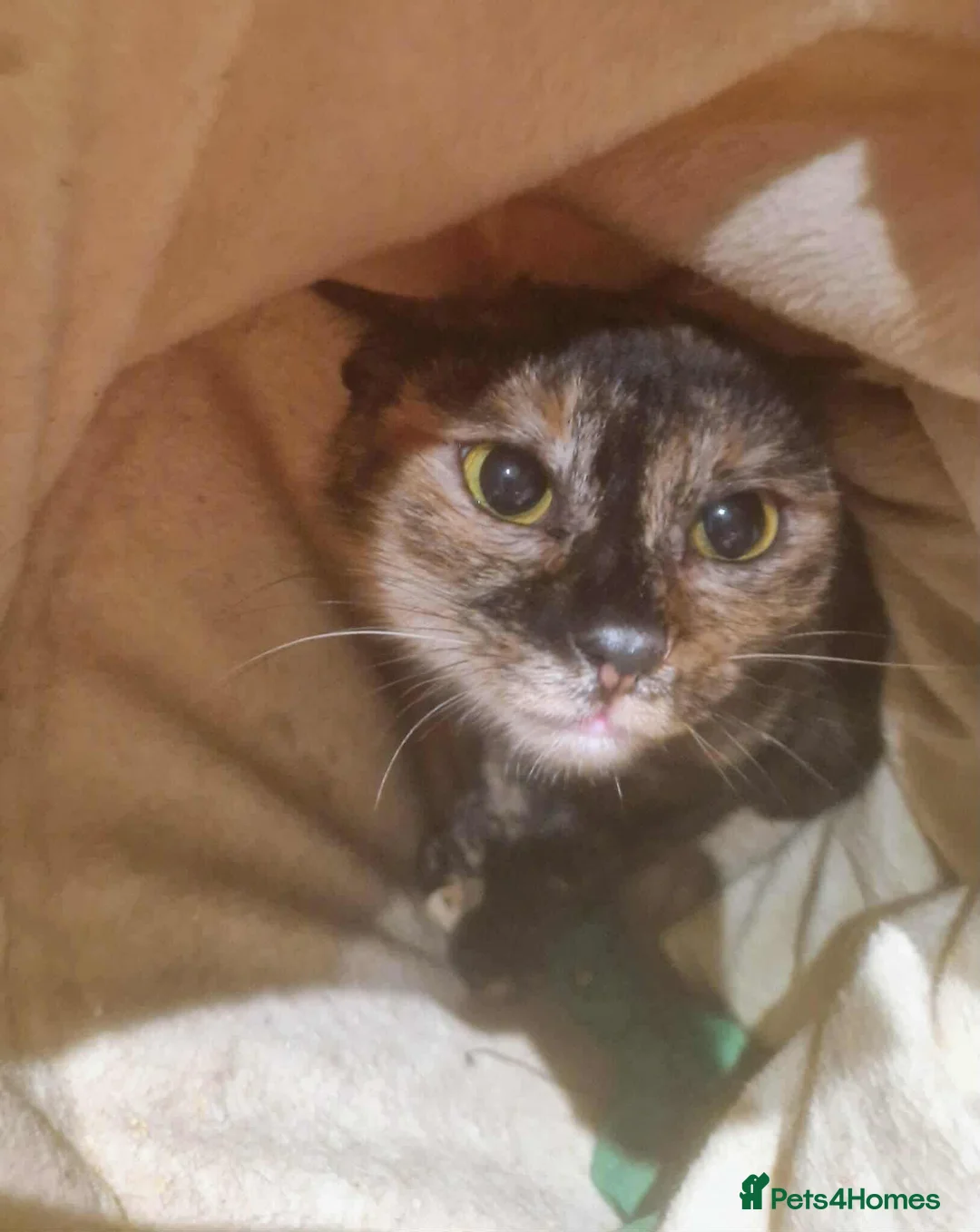 Mixed Breed cats for adoption: Mars for adoption - Advert 2