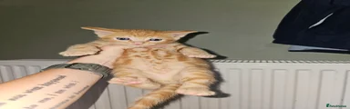 Ginger male 