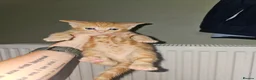 Mixed Breed cats for sale: 4 beautiful kittens left - Advert 5