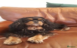 Cavalier King Charles Spaniel dogs for sale:  KC, Health Tested, ready to leave now  - Advert 19