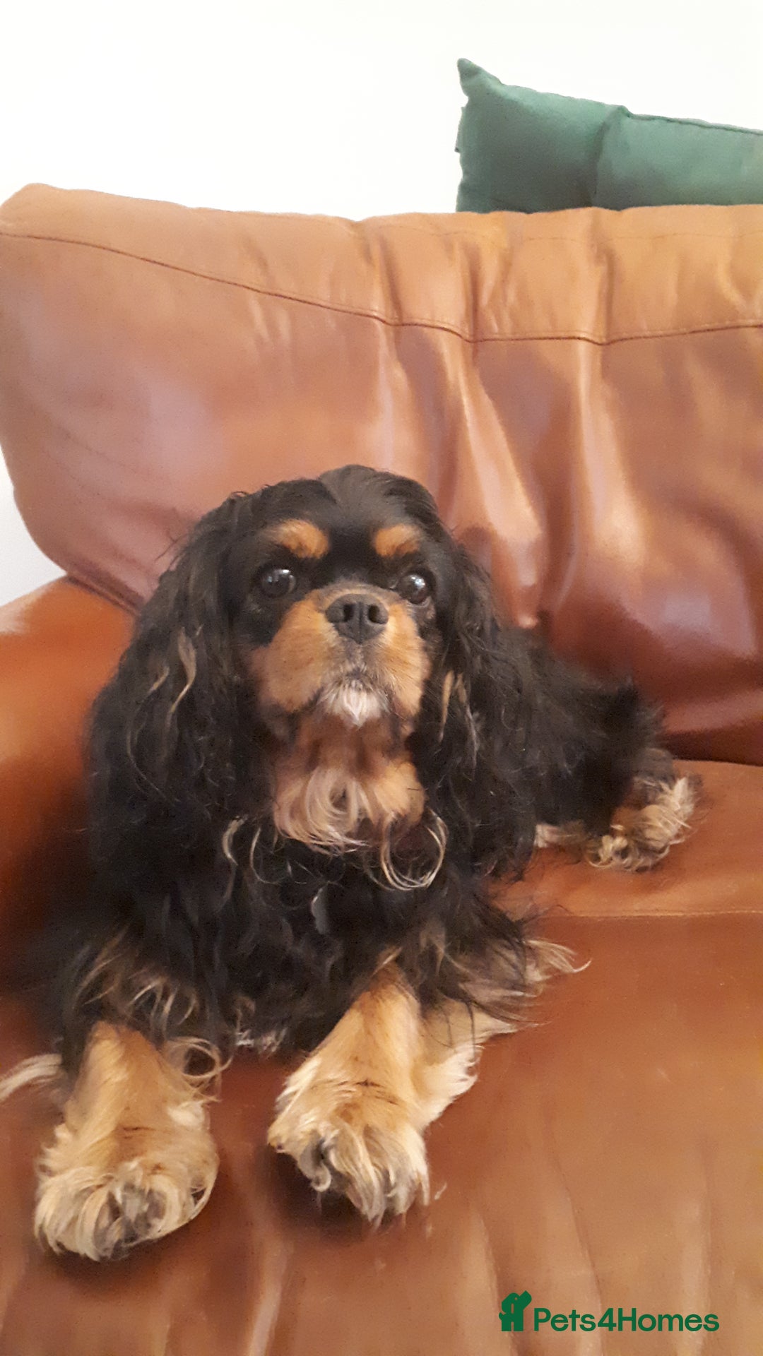 Cavalier King Charles Spaniel dogs for sale:  KC, Health Tested, ready to leave now  - Advert 19