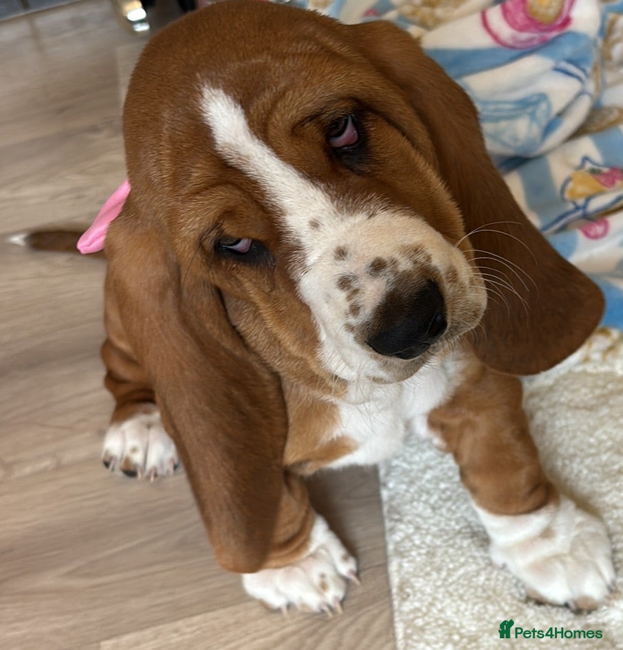 Basset Hound dogs Basset hound  - Advert 1