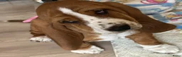 Basset Hound dogs for sale: Basset hound  in Sittingbourne - Advert 1