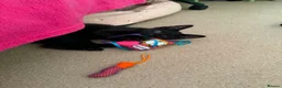 Mixed Breed cats for adoption: Boycie - Taverham Norfolk  - Advert 2