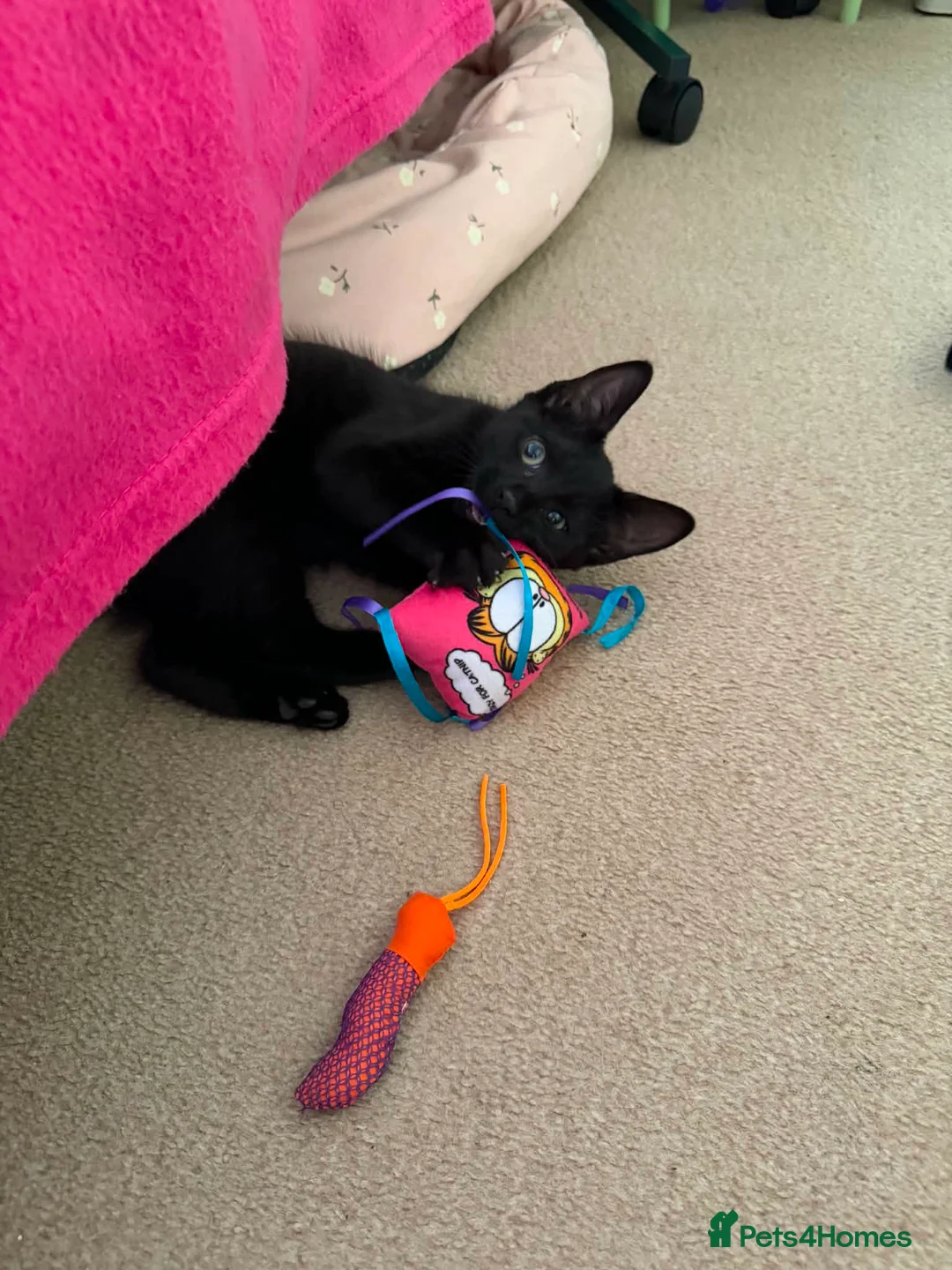 Mixed Breed cats for adoption: Boycie - Taverham Norfolk  - Advert 2