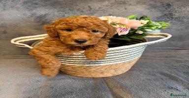 Toy Poodle dogs - Advert 5