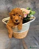 Toy Poodle dogs - Advert 5