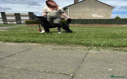 Standard Poodle dogs for sale: Black standard male in Spennymoor - Image 3