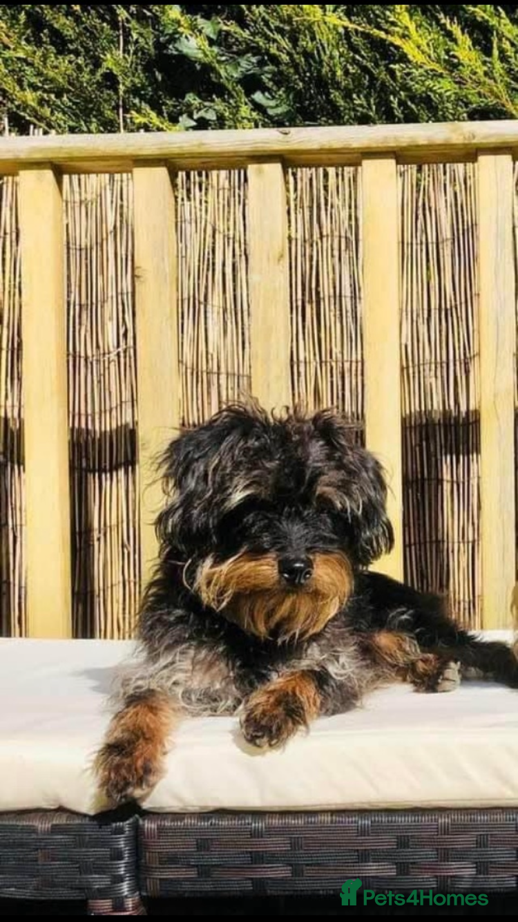 Yorkiepoo dogs for sale: Adorable yorkiepoos - Advert 2