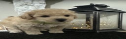Maltipoo dogs for sale: Gorgeous F1 Toy Maltipoo Puppies  - Advert 10