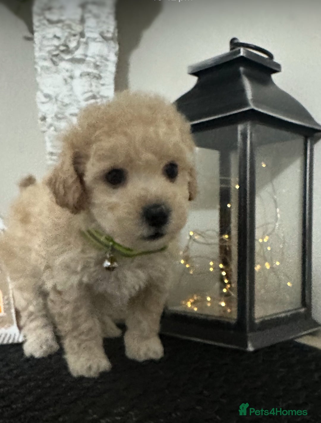 Maltipoo dogs for sale: Gorgeous F1 Toy Maltipoo Puppies  - Advert 10