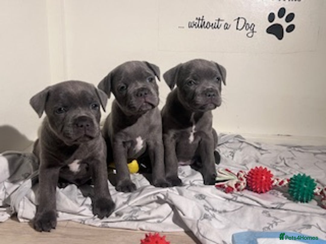 Staffordshire Bull Terrier dogs for sale: 2 Beautiful Male Blue Staffy Puppies - Advert 18