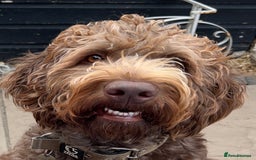 Labradoodle dogs for sale: Chocolate Labradoodle Male - Advert 1