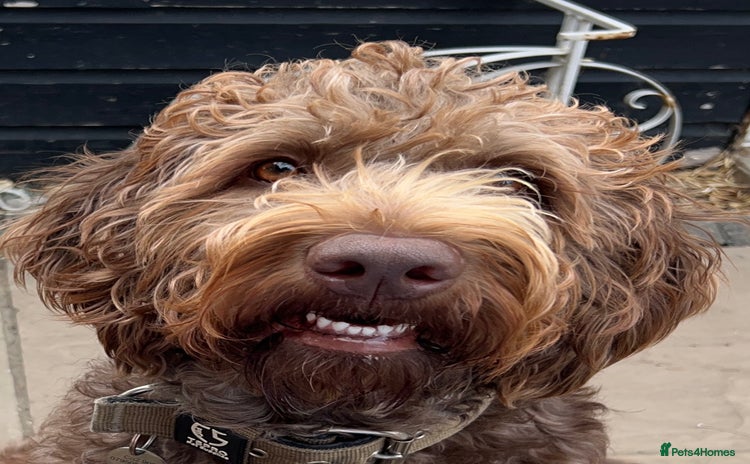 Labradoodle dogs Chocolate Labradoodle Male - Advert 2