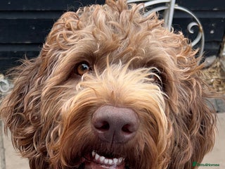Labradoodle dogs for sale: Chocolate Labradoodle Male - Advert 1