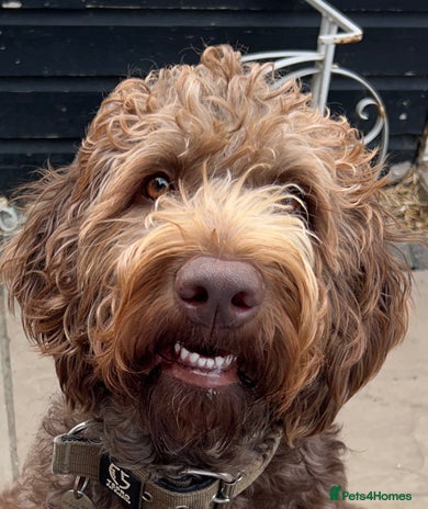 Labradoodle dogs Chocolate Labradoodle Male - Advert 1