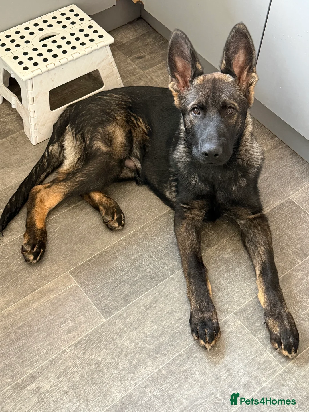 German Shepherd dogs for sale: German shepherd puppy  - Advert 2