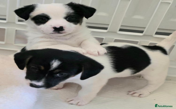 Jack Russell dogs - Advert 5