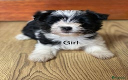 Biewer Terrier dogs for sale: Biewer Terrier puppy  - Image 1