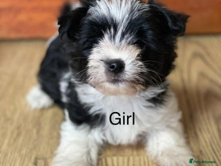 Biewer Terrier dogs for sale - Advert 1