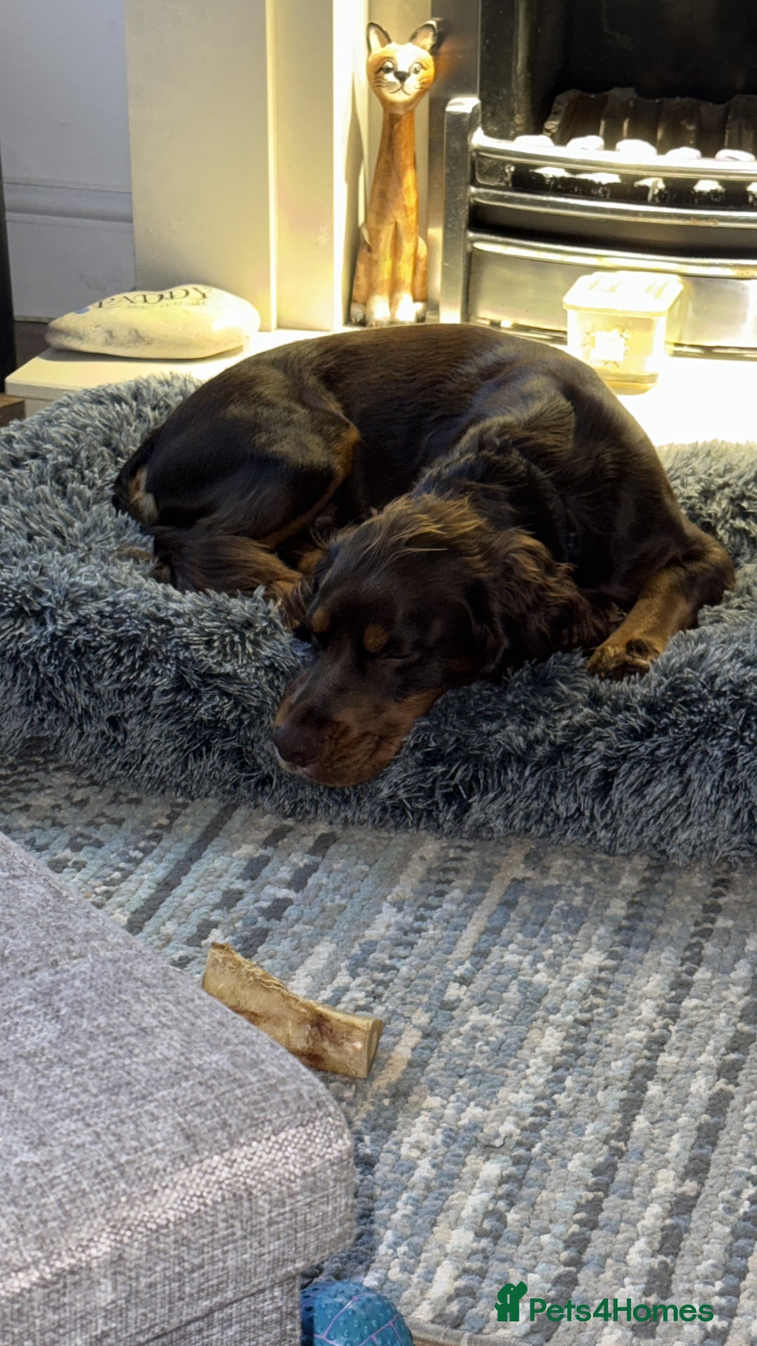 Cocker Spaniel dogs for sale: Beautiful Male Working Cocker Spaniel - Advert 16
