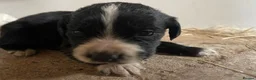 Mixed Breed dogs for sale: Cocker spaniel cross  - Advert 2