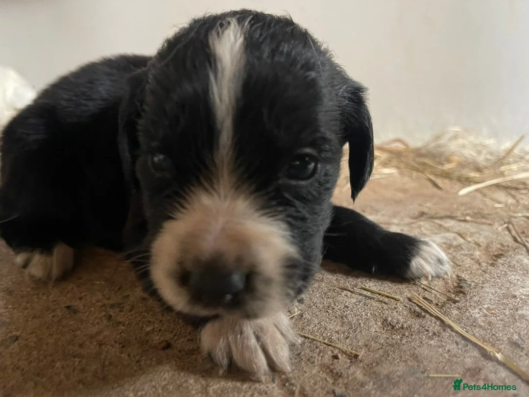 Mixed Breed dogs for sale: Cocker spaniel cross  - Advert 2