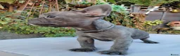 French Bulldog dogs for sale: 🐾 FRENCH BULLDOG PUPPIES | OUTSTANDING PEDIGREE • - Advert 40