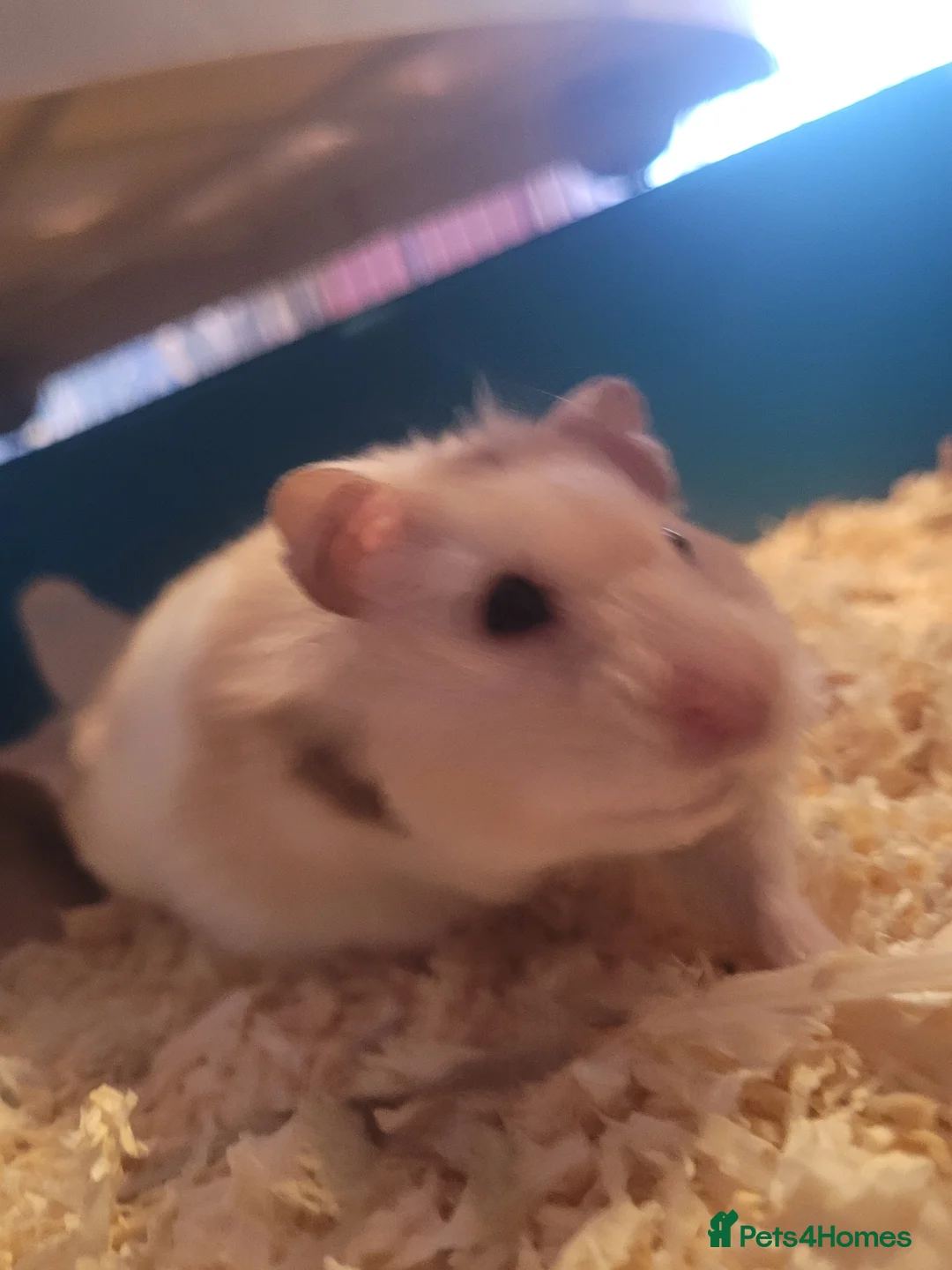 Hamster rodents for sale: Syrian Hamster for Sale – 11 months old in Coventry - Advert 7