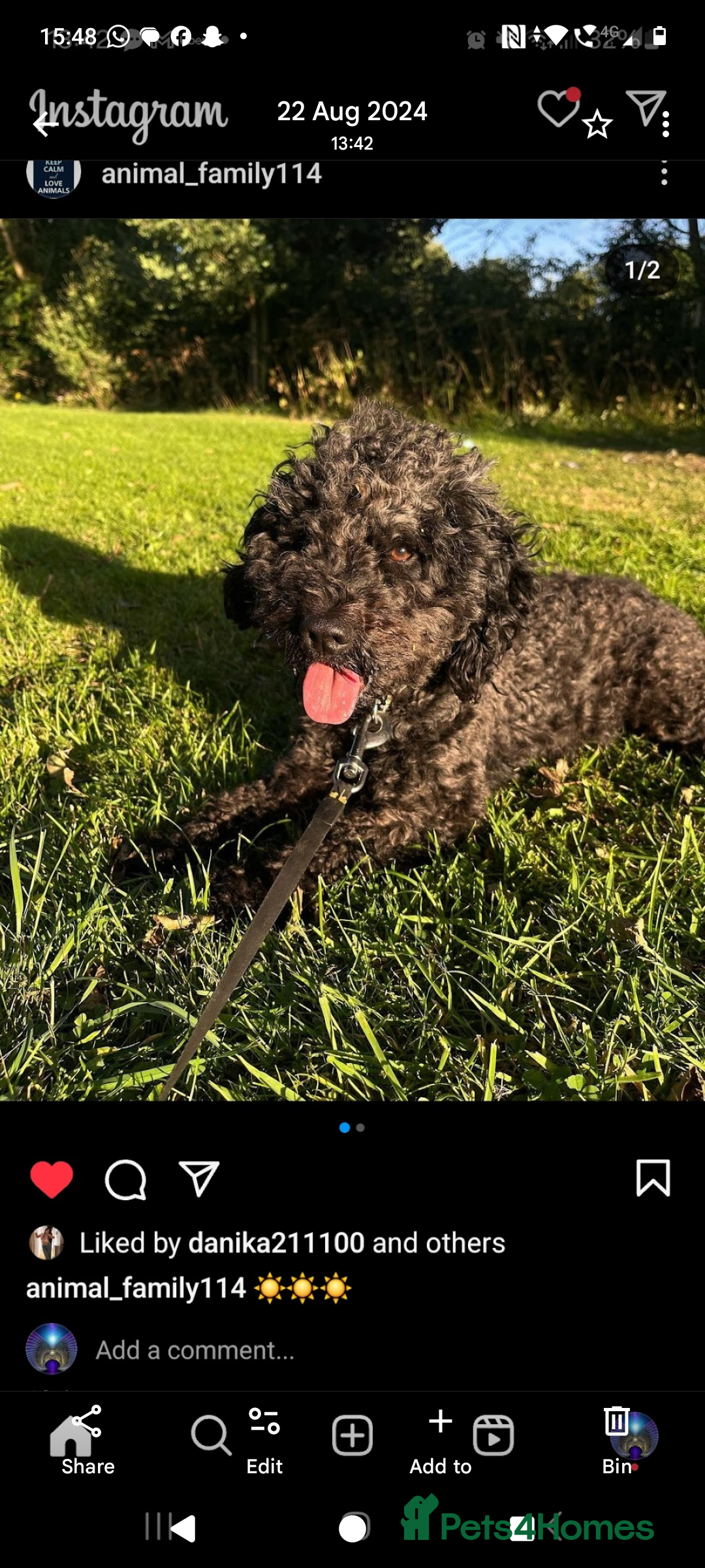 Cockapoo dogs for sale: Bailey 4 year old cockapoo - Image 2