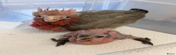 Parrots birds for sale: Silly Tame Pallid Black Headed Caique - Advert 9
