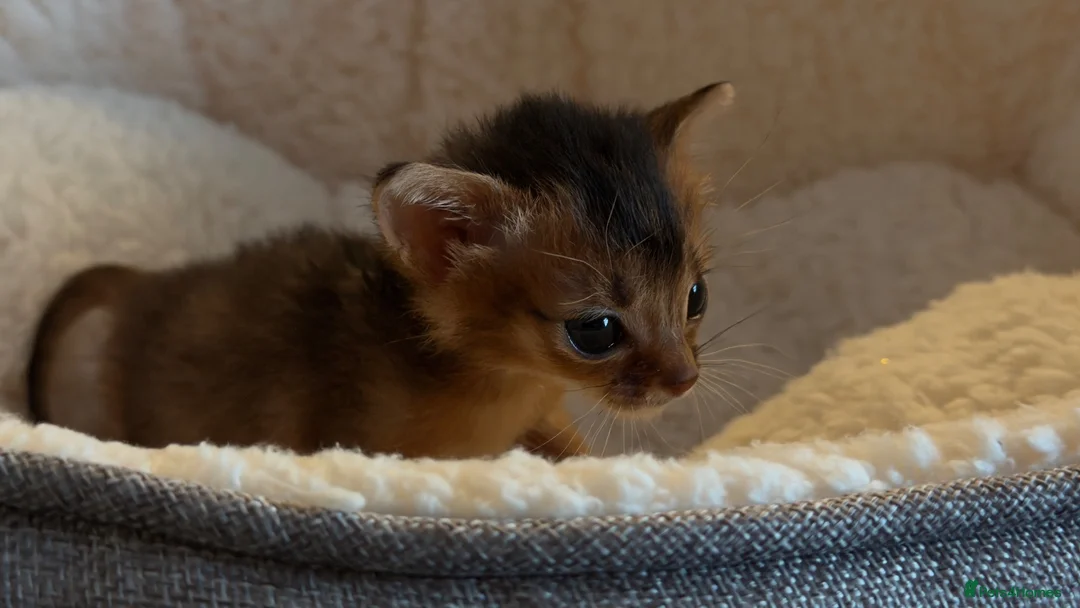 Abyssinian cats for sale: Champion line  - Advert 2