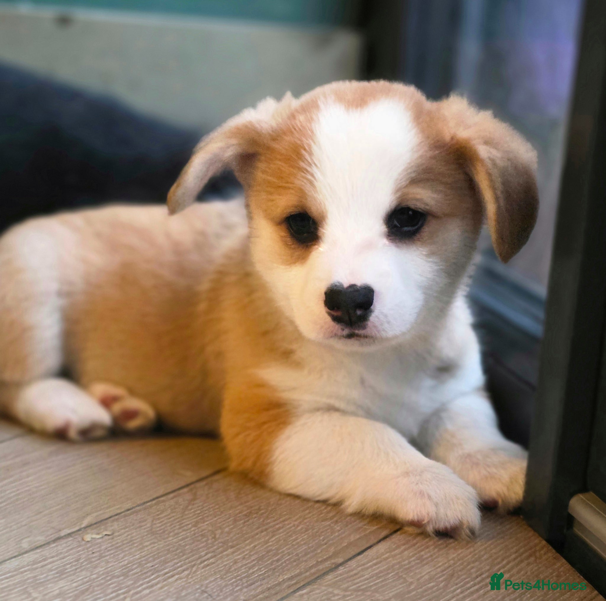 Welsh Corgi Pembroke dogs Stunning purebred Pembrokeshire corgi pups - Advert 2