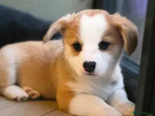 Welsh Corgi Pembroke dogs Stunning purebred Pembrokeshire corgi pups - Advert 2