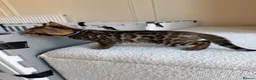 Bengal cats for sale: ✨ Pedigree Rosetted Bengal Kittens - Ready Soon✨ - Advert 3
