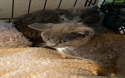 Mixed Breed cats for sale: 1 fluffy kitten + 3 farm rescue semi tame - Image 11