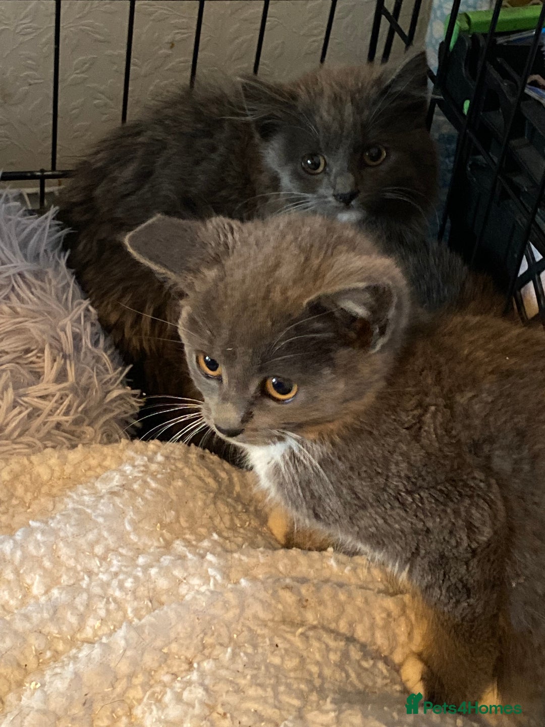 Mixed Breed cats for sale: 1 fluffy kitten + 3 farm rescue semi tame - Image 11