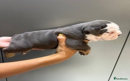 English Bulldog dogs for sale: English Bulldog Puppies - Image 10