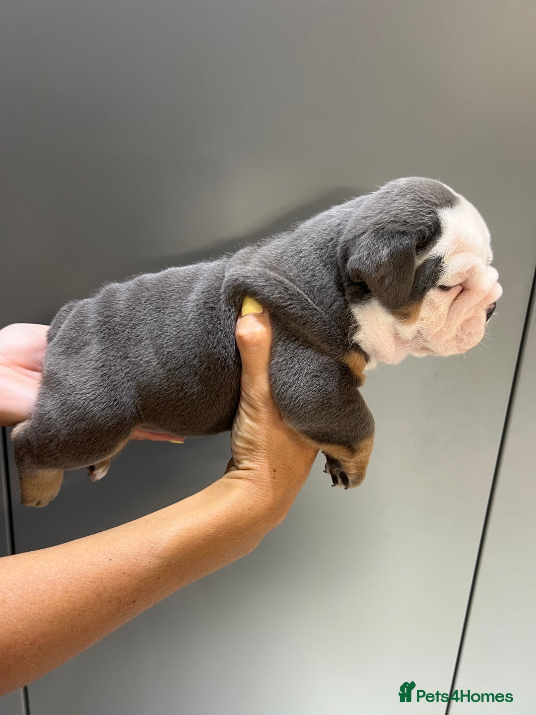 English Bulldog dogs for sale: English Bulldog Puppies - Image 10