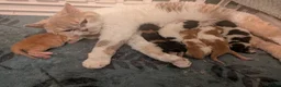 Selkirk Rex cats for sale: Beautiful Kittens – From Pedigree Selkirk Rex Mum - Advert 32