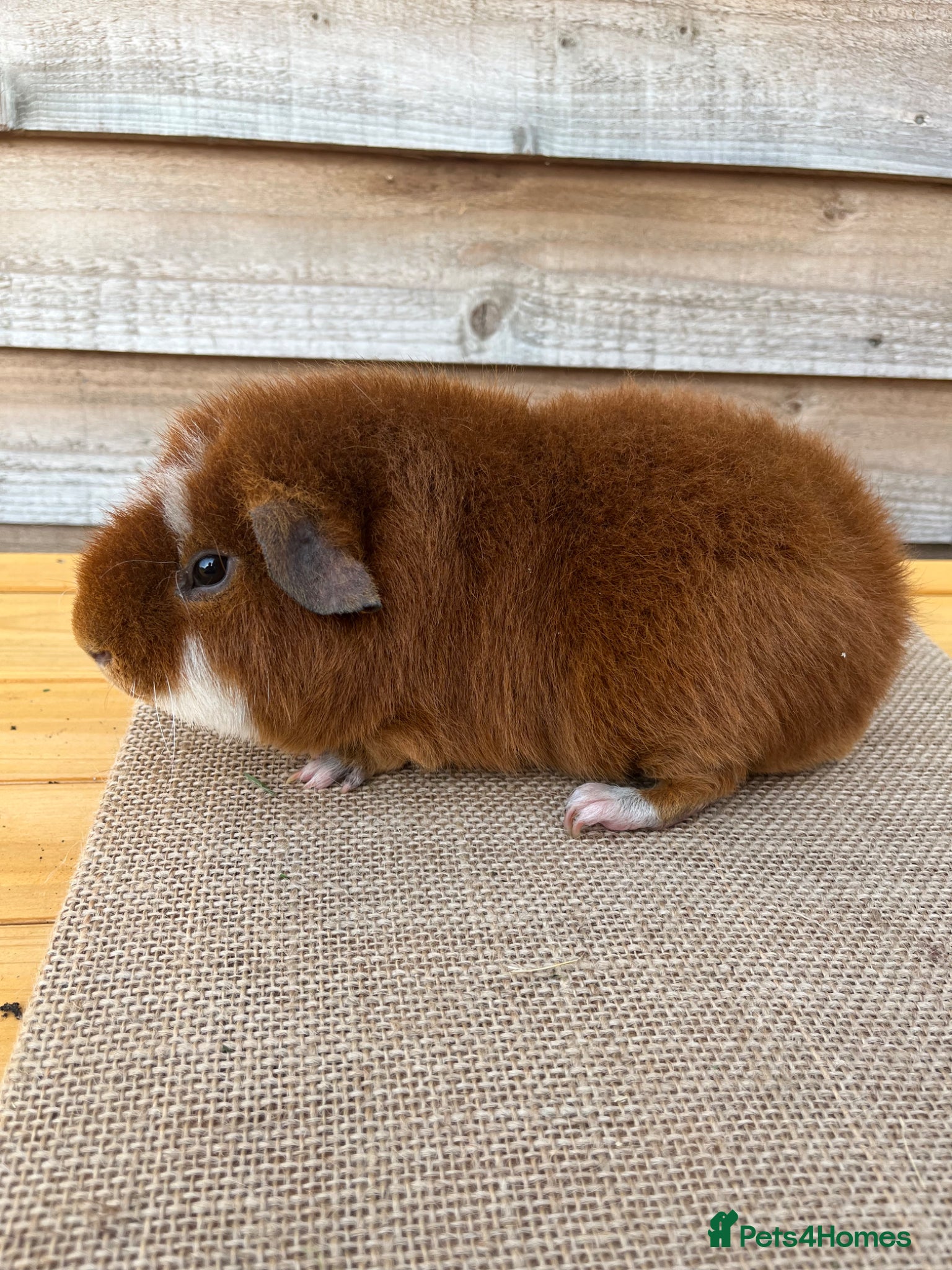 Guinea Pig rodents Quality Guinea Pigs Teddy and Swiss  - Advert 7
