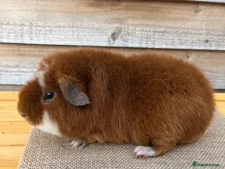 Guinea Pig rodents Quality Guinea Pigs Teddy and Swiss - Advert 7