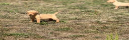 Labrador Retriever dogs for sale: 7 gorgeous kc Labrador puppies - Advert 8
