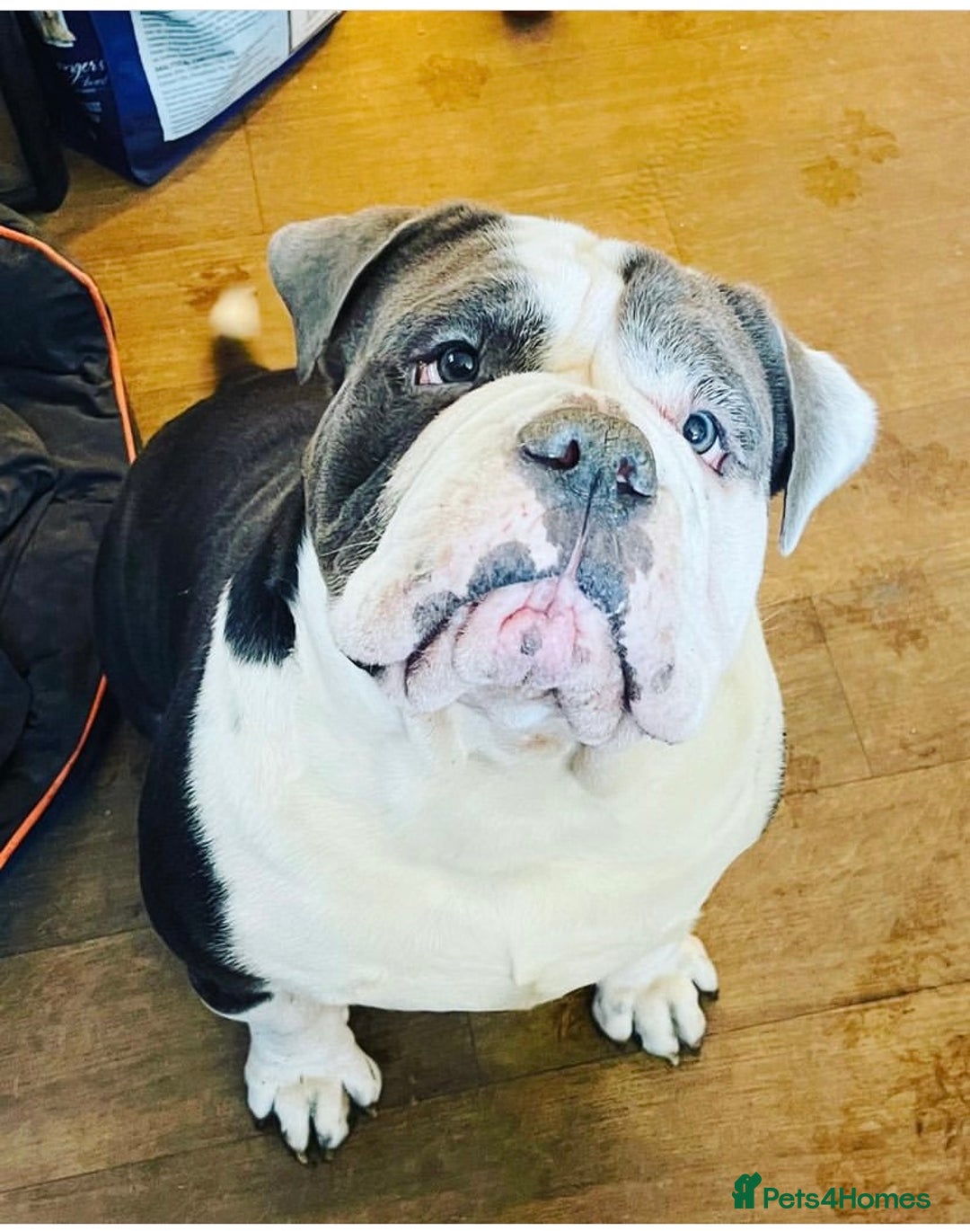 Olde English Bulldogge dogs for sale: 6 year boy needs new home - Image 4