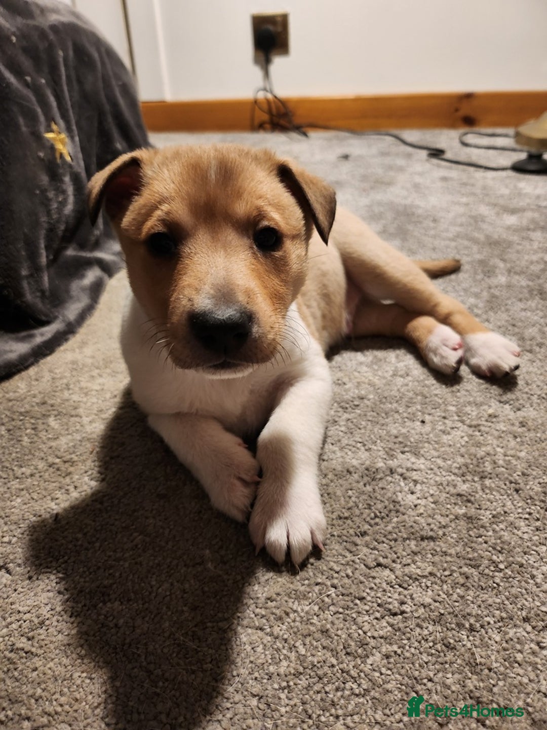 Smooth Collie dogs for sale: Male smooth collie puppies - 2 sable, 1 tricolour - Advert 3