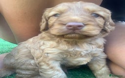 Cockapoo dogs for sale: 😍 STUNNING F1 cockapoos 😍 2 BOYS LEFT - Image 17