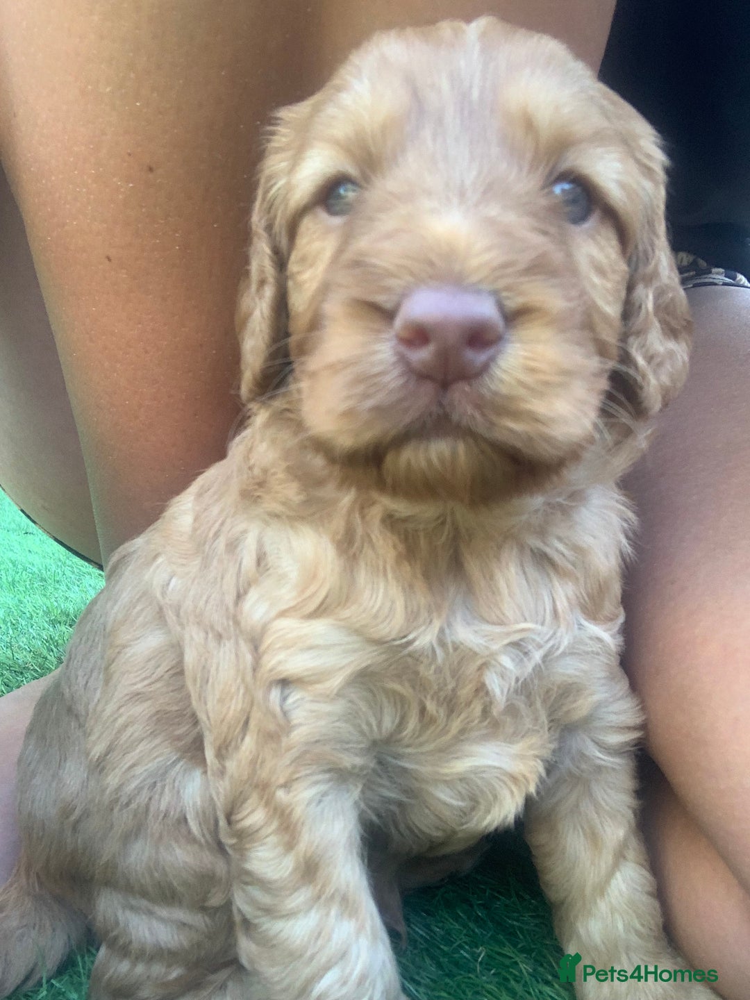 Cockapoo dogs for sale: 😍 STUNNING F1 cockapoos 😍 2 BOYS LEFT - Image 17
